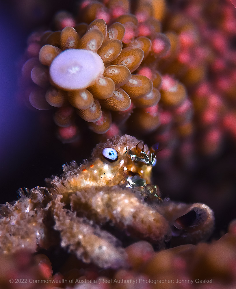 Macro Photography Biodiversity Coral Crab