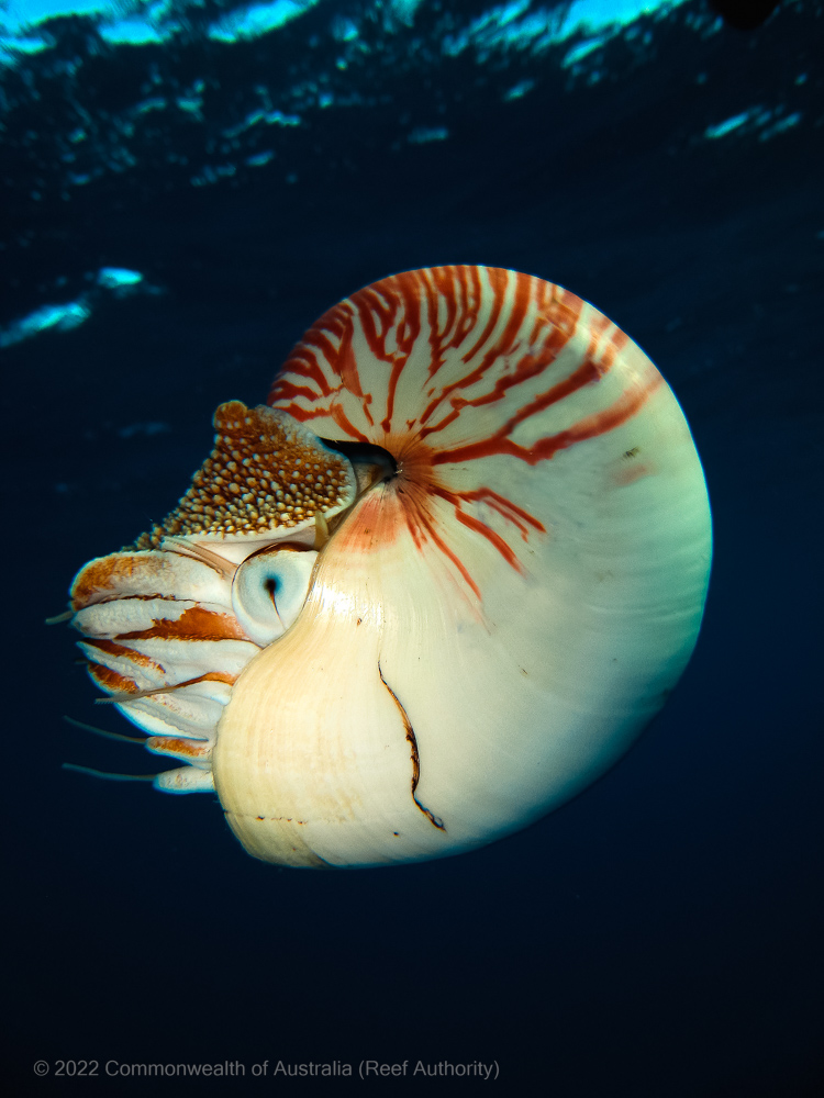 Snapshot Of Reef Animals 