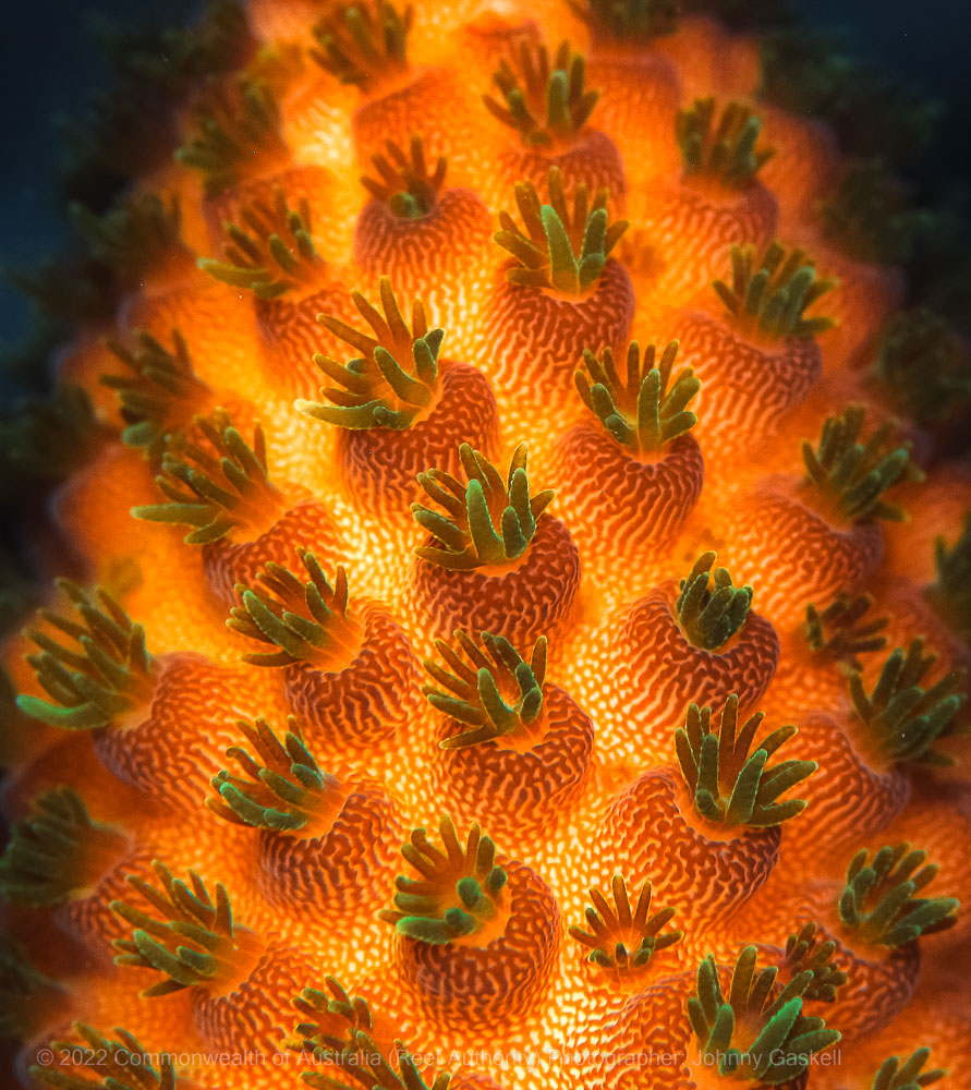 Macro Photography Coral Polyp