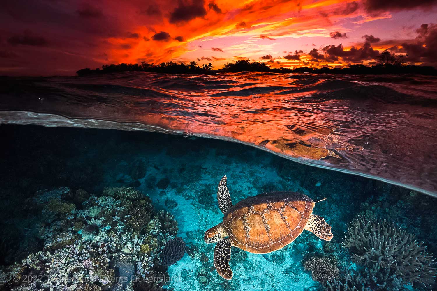 Coral Reef Sea Turtle