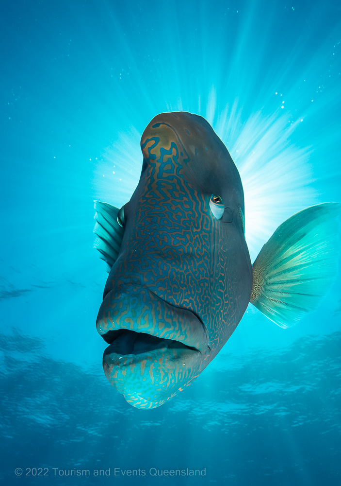 Humphead wrasse – Australia - © Tourism and Events Queensland