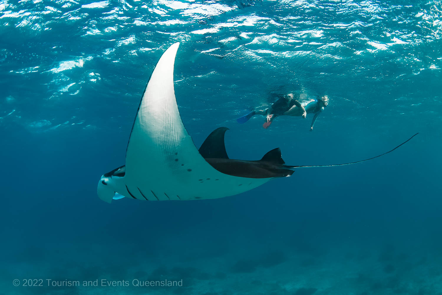 Mantaray and snorkeler Soft coral photo found on the Great Barrier Reef – Australia - © Tourism and Events Queensland