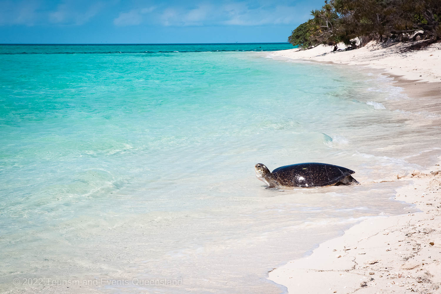 Green Turtle Research Program | Reef Authority