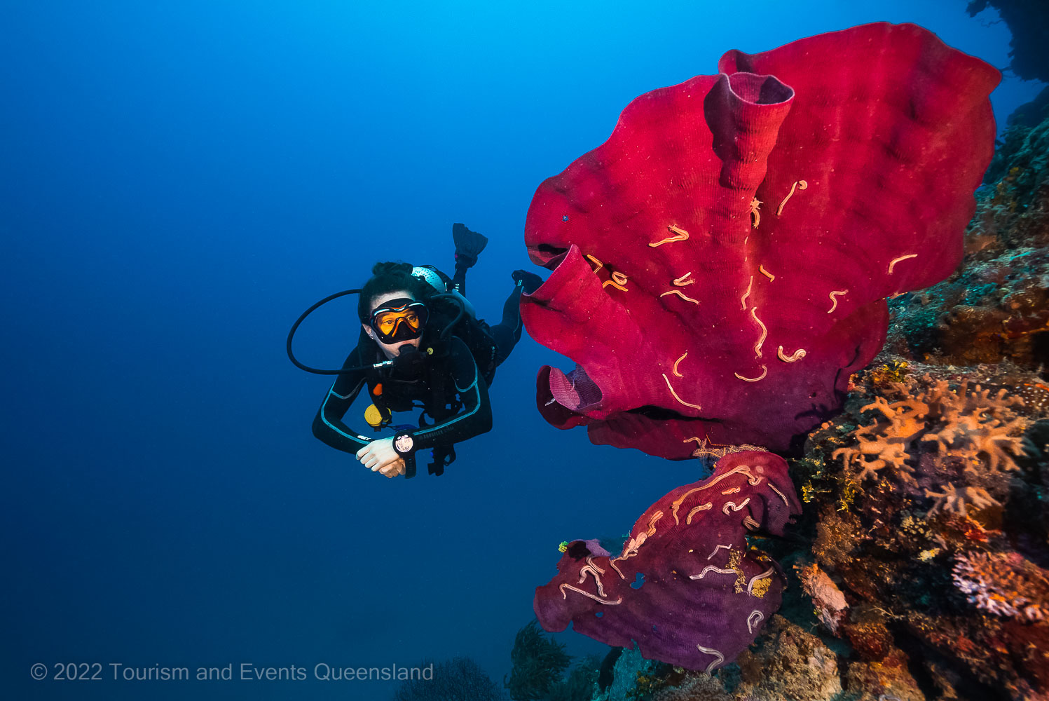 Divers swimming near coral reef photo – Australia - © Tourism and Events Queensland