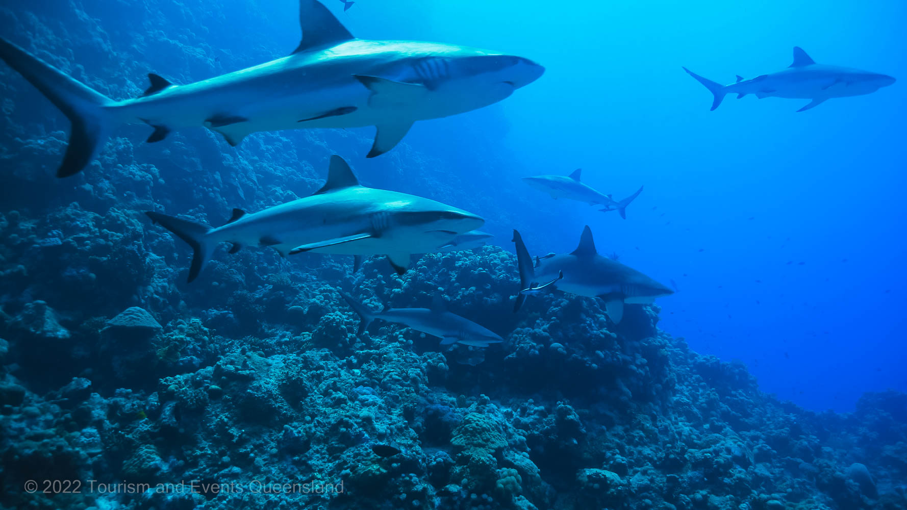 Black tip reef shark - Great Barrier Reef Marine Park  – Australia - © Tourism and Events Queensland