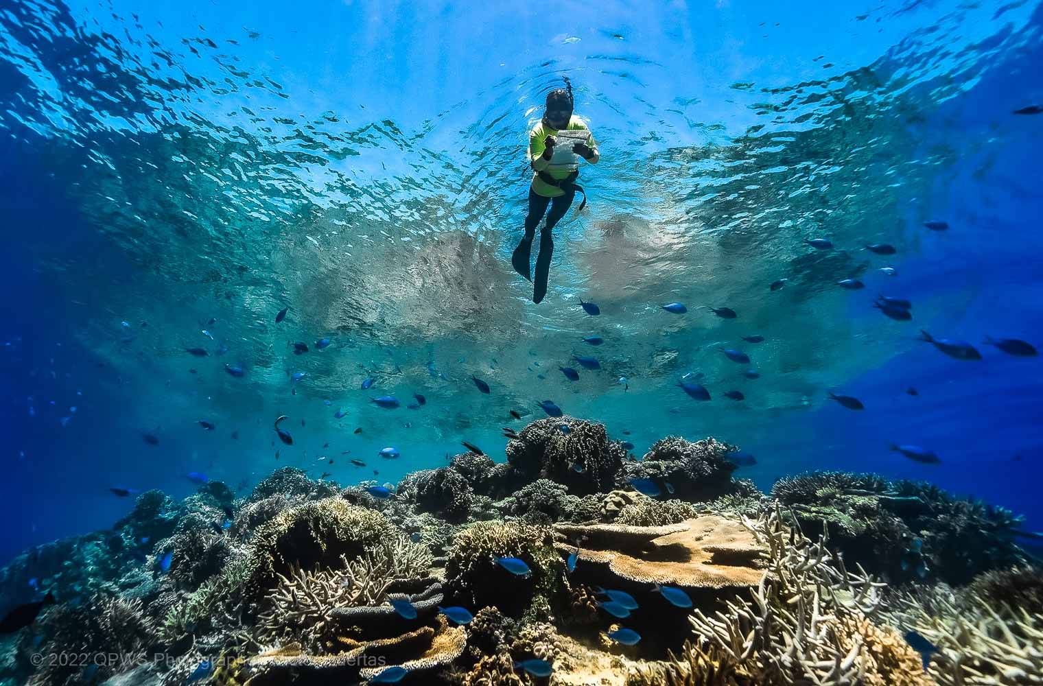 Queensland Parks and Wildlife diver conducting Reef surveys – Australia - © QPWS - Photographer: Victor Huertas