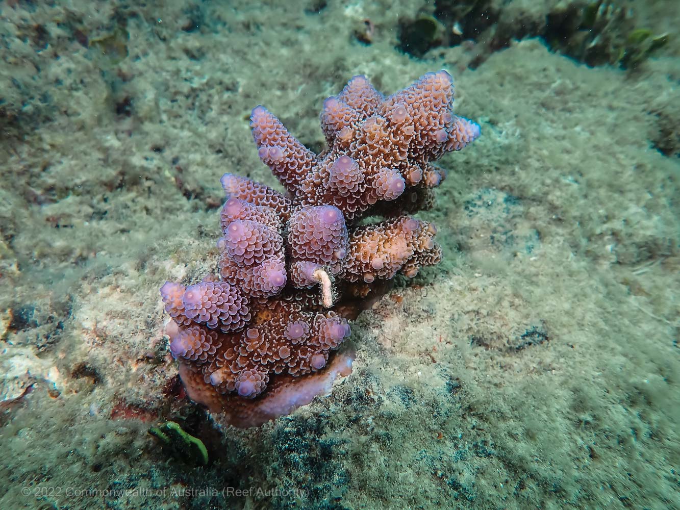 Green Island Reef Stars - Commonwealth of Australia (Reef Authority)