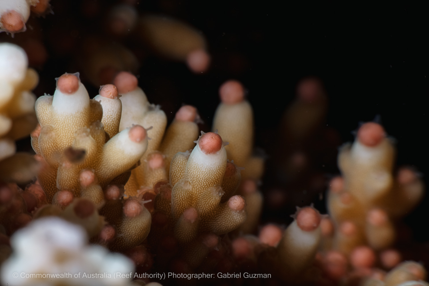 © Commonwealth of Australia - (Reef Authority) Photographer - Gabriel Guzman 16.jpg