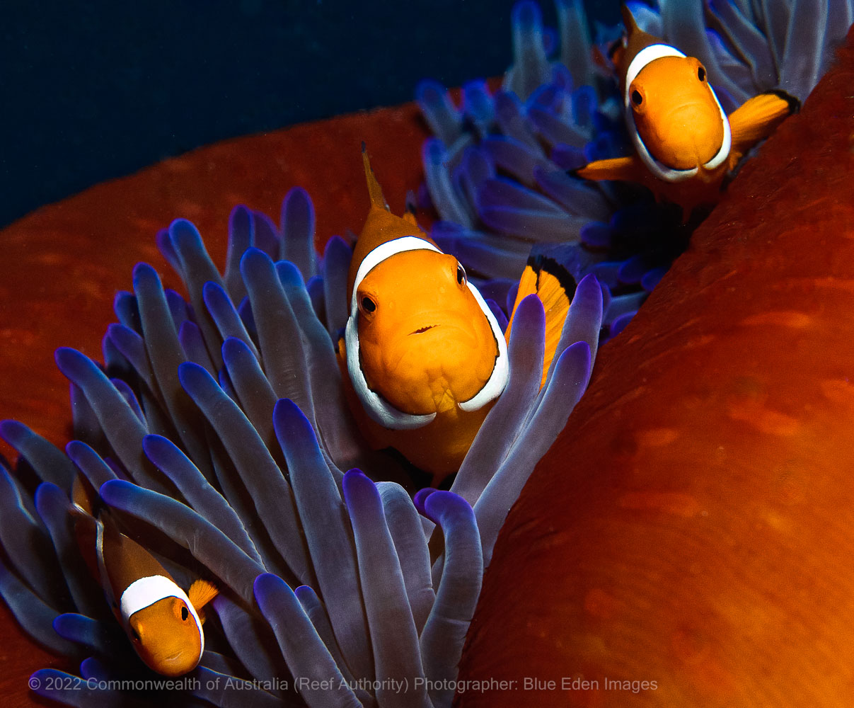 Clownfish family in anemone