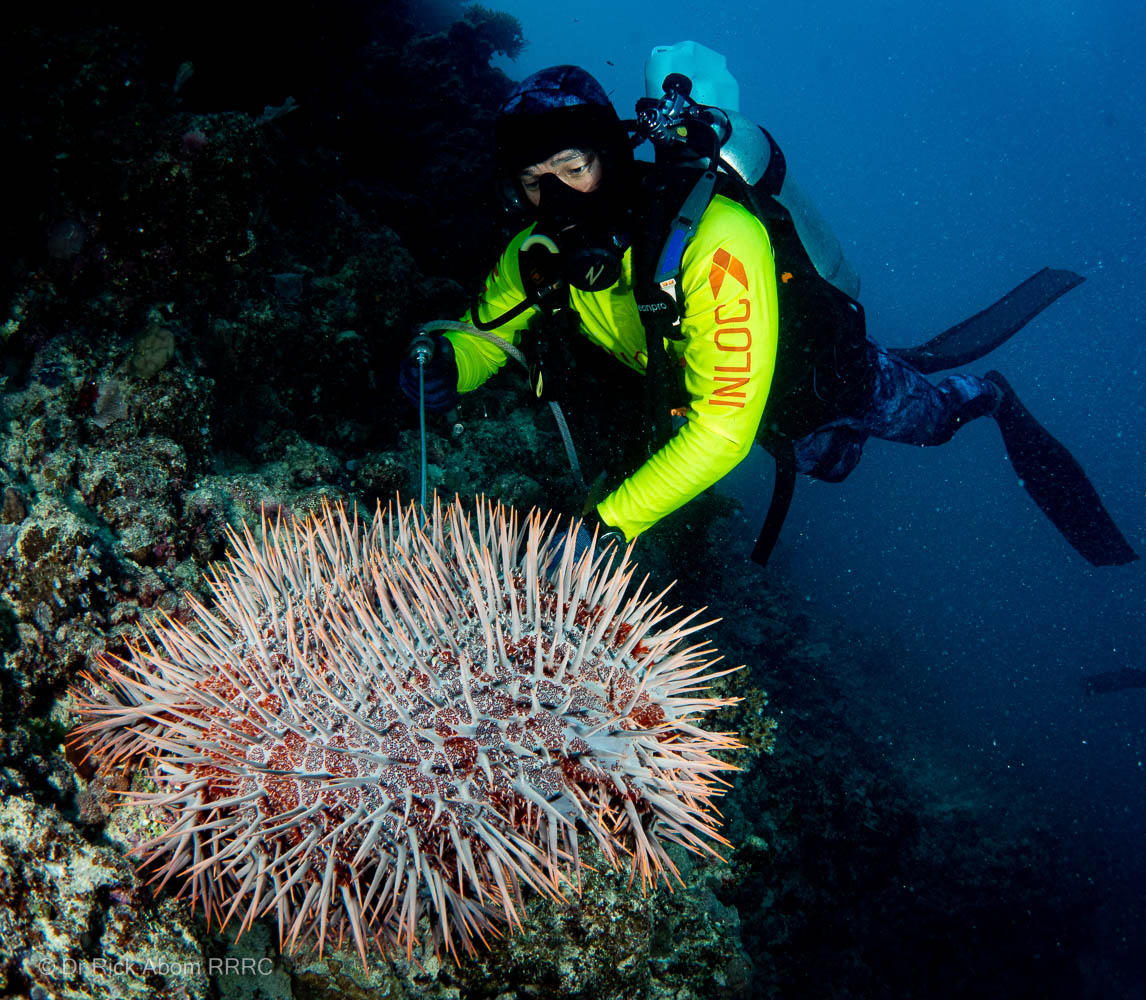 © Dr-Rick-Abom-RRRC-Crown-of-thorns starfish Diver