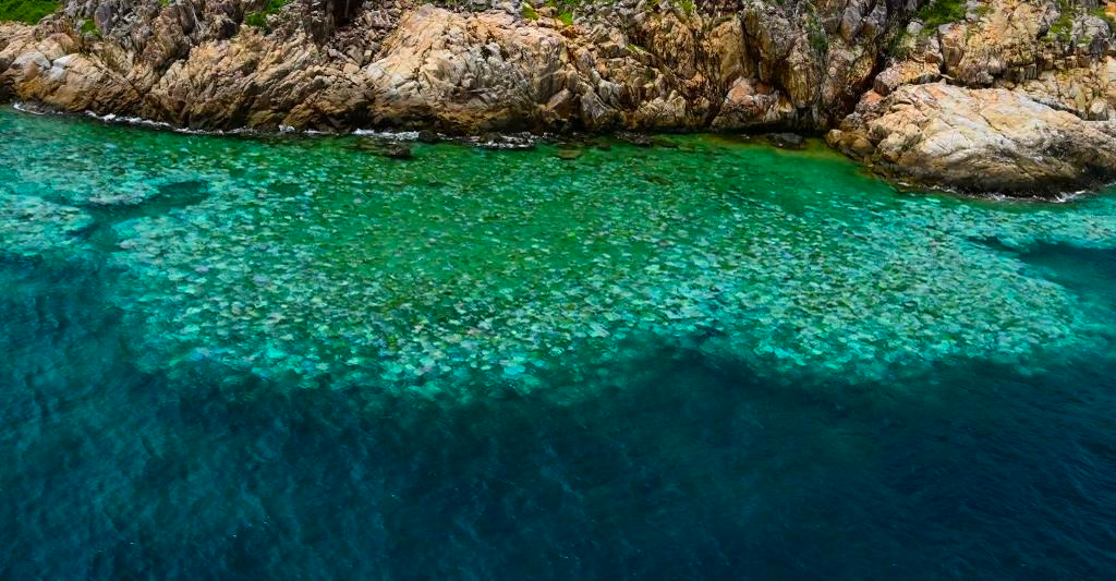 Coral bleaching prevalent from aerial surveys