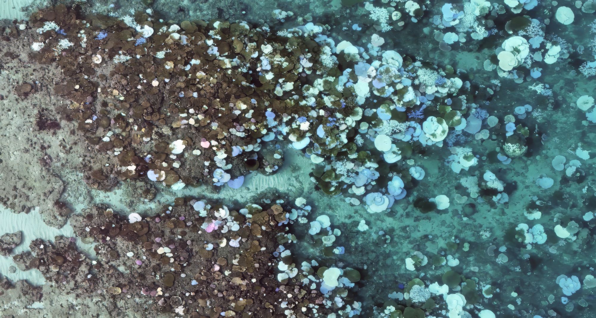 Eyrie Reef March 2024 showing coral bleaching