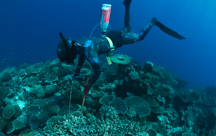 Diver injecting crown-of-thorns starfish 