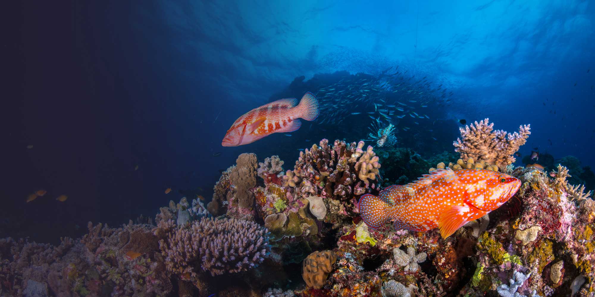 Reef scape with coral trout