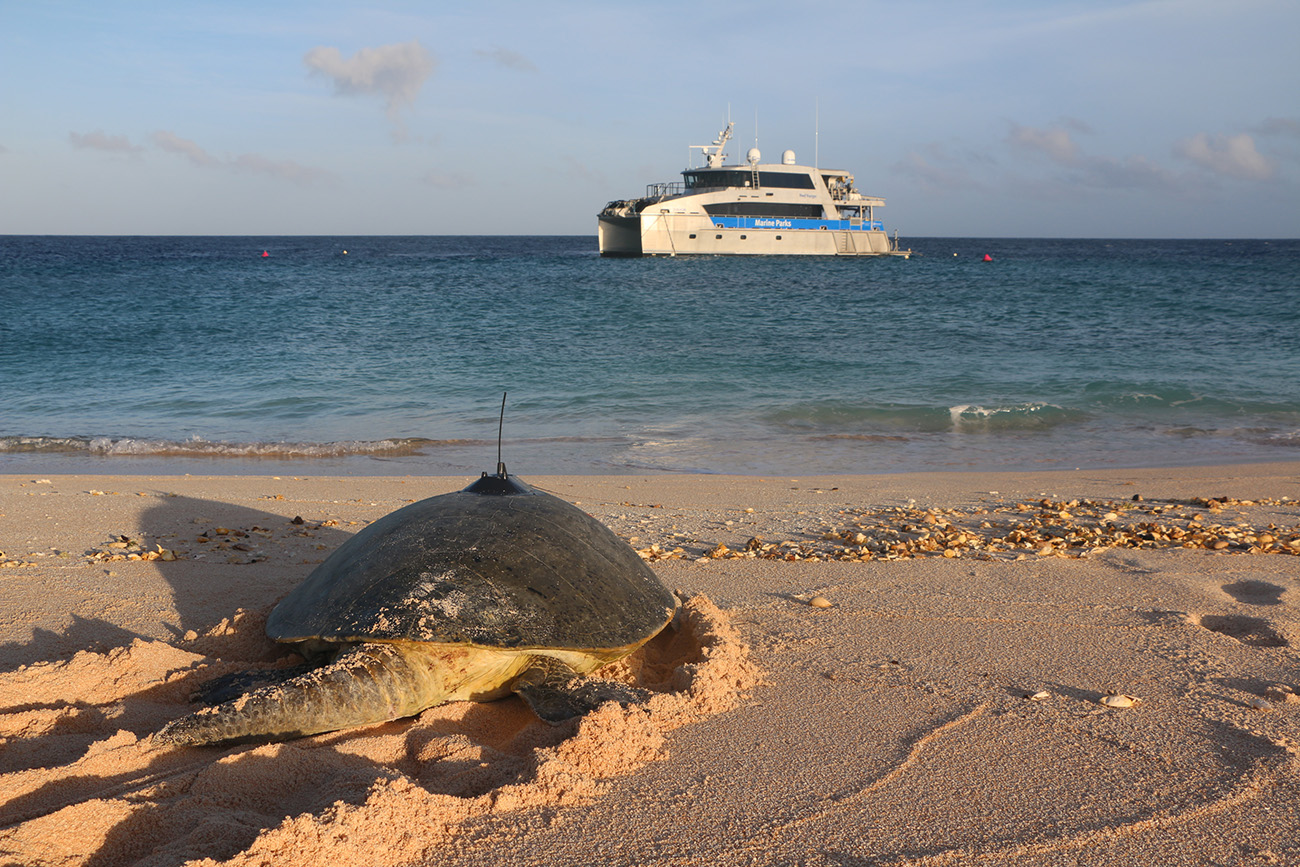 Green sea turtle Torres Straits Great Barrier Reef Traditional Owners