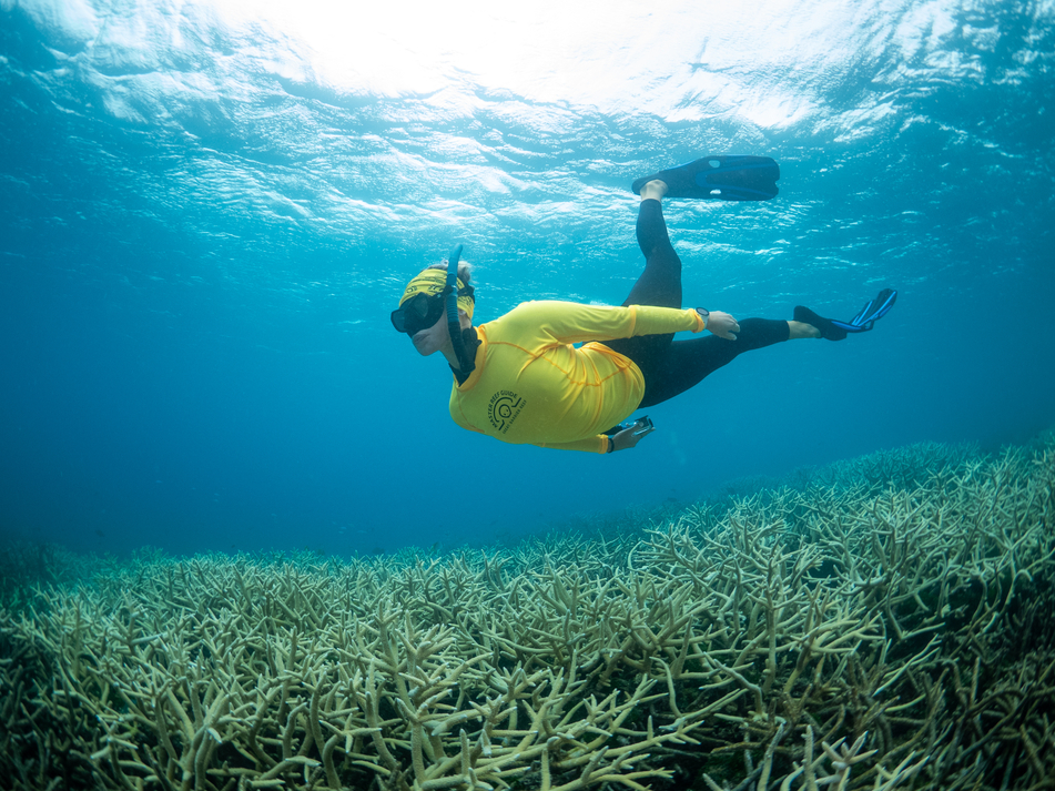 Master Reef Guides