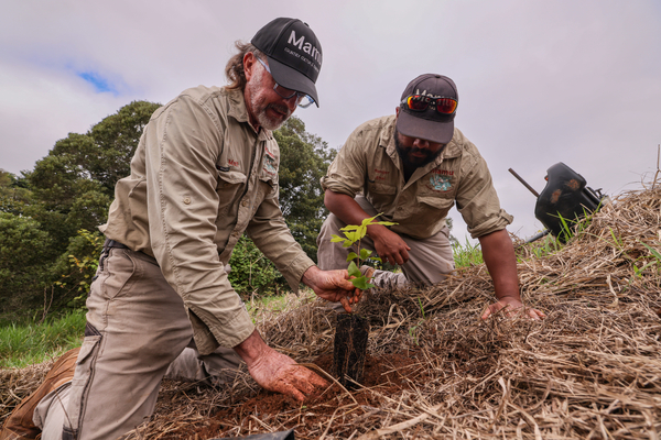 Mamu aboriginal rangers planting tree