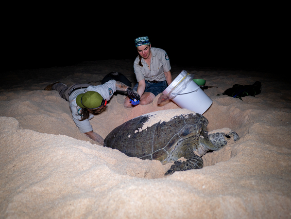 Turtle work on Raine Island