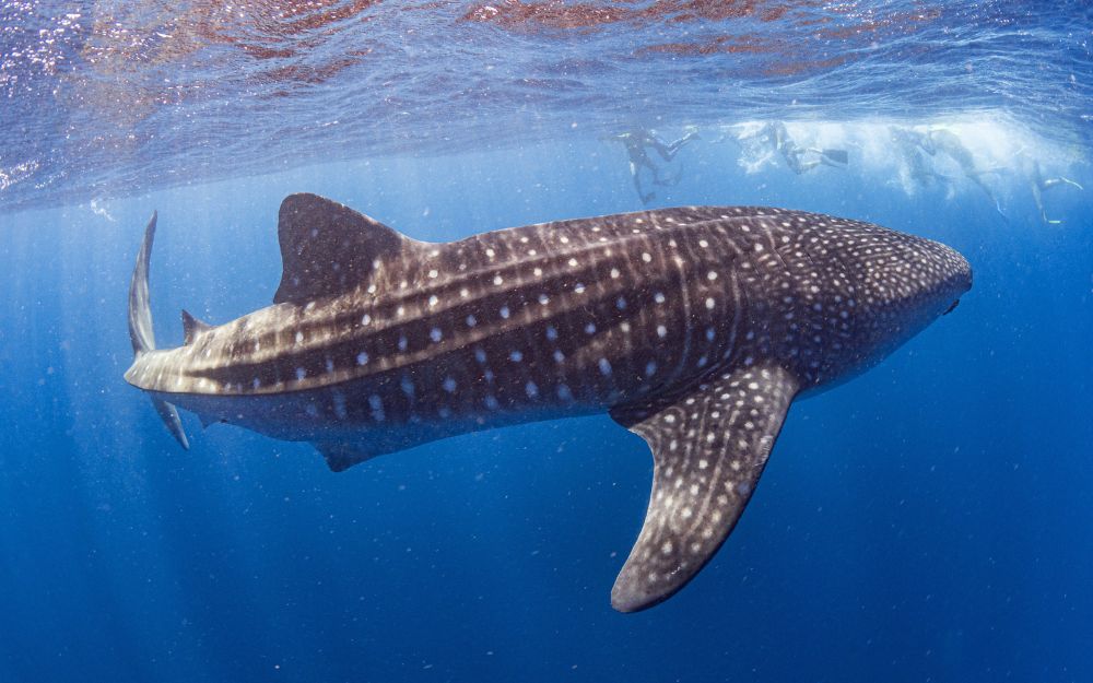 Large whale shark swims by with snorkellers in the background.