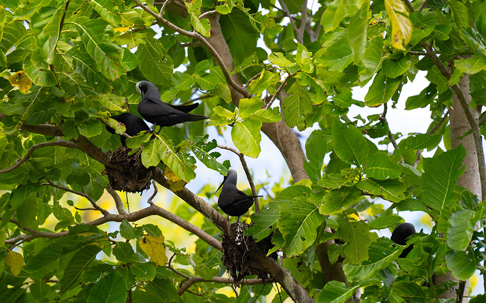 Noddies in tree