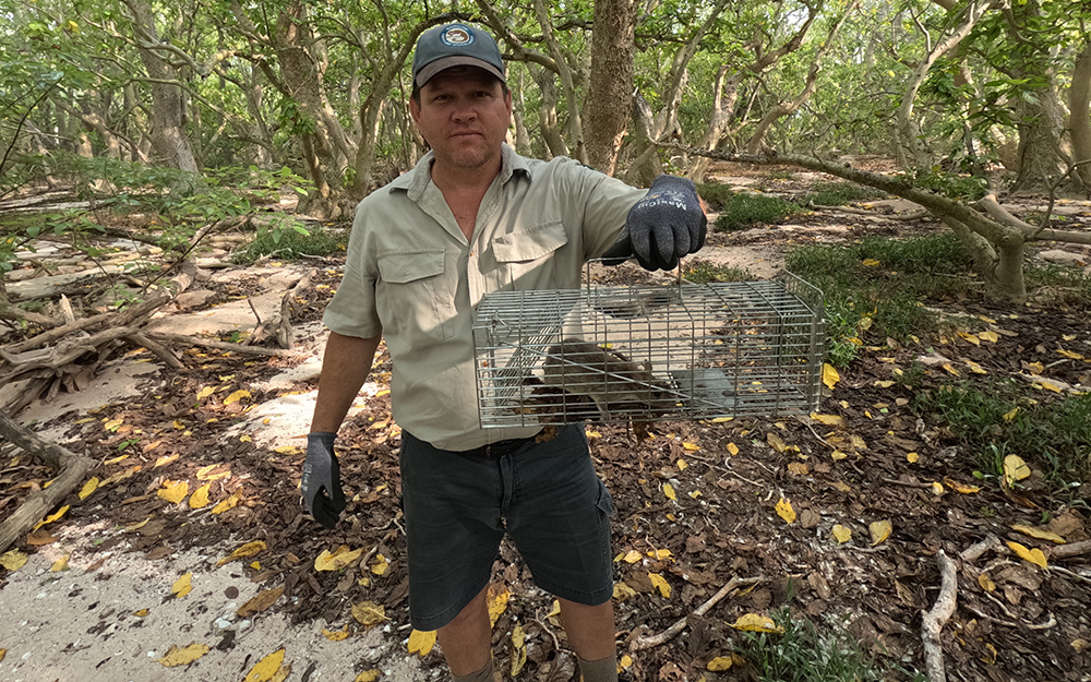 Ranger holding trap with rat inside
