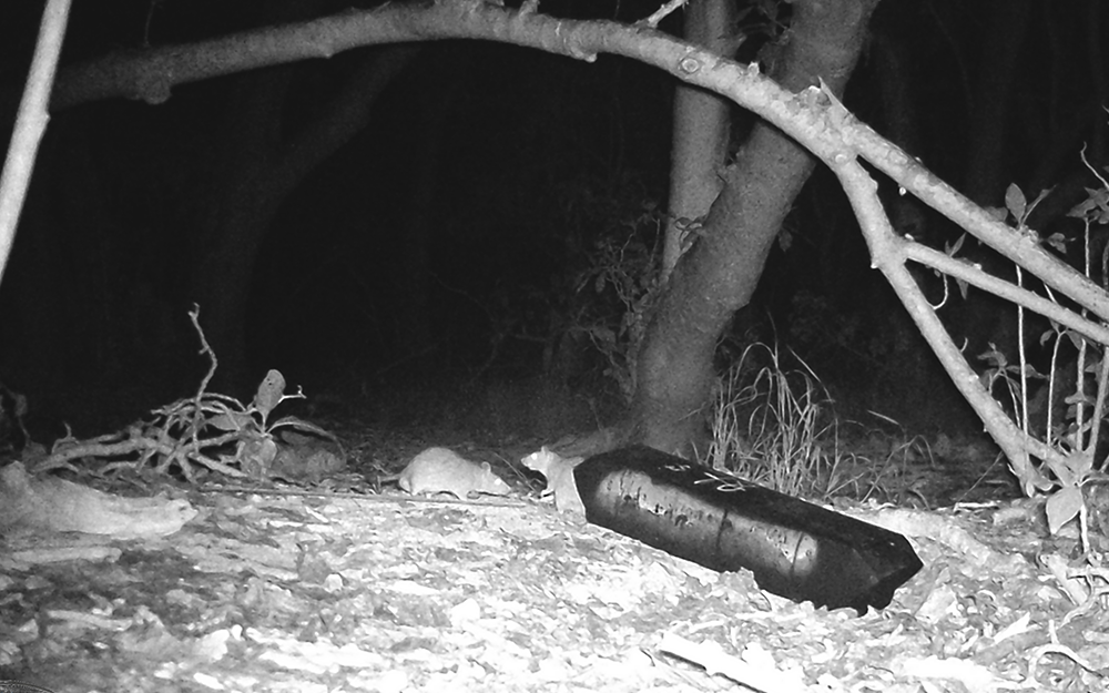 Night vision photo of rats entering trap
