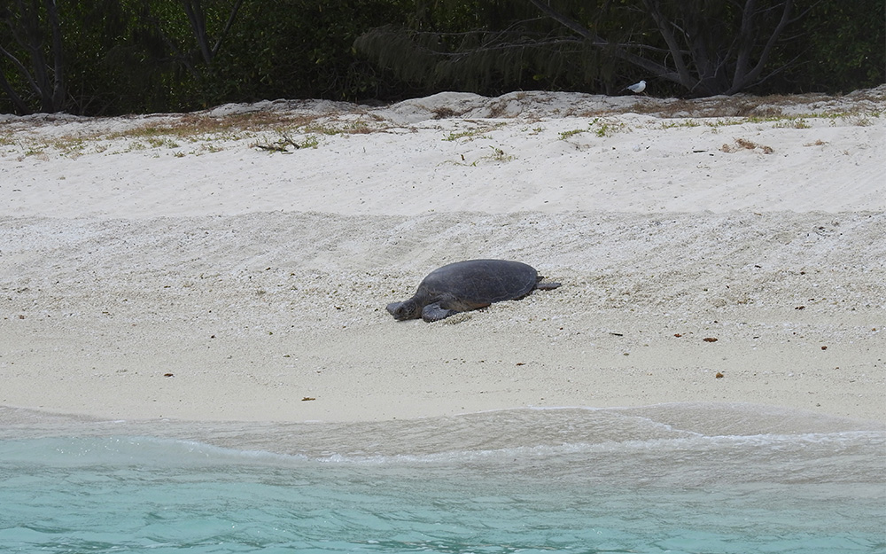 Turtle on the beach at North West Island