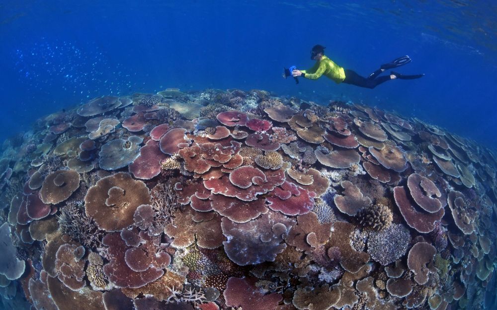 A colourful coral reef in the foreground with a person swimming with a camera in the background.