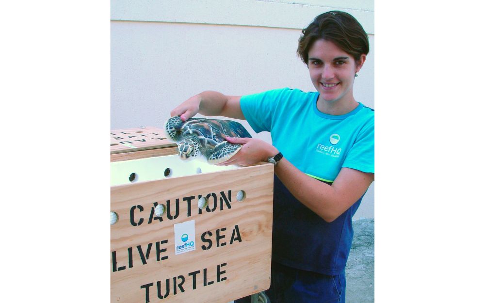 A researcher picks up a turtle from a wooden travel box.