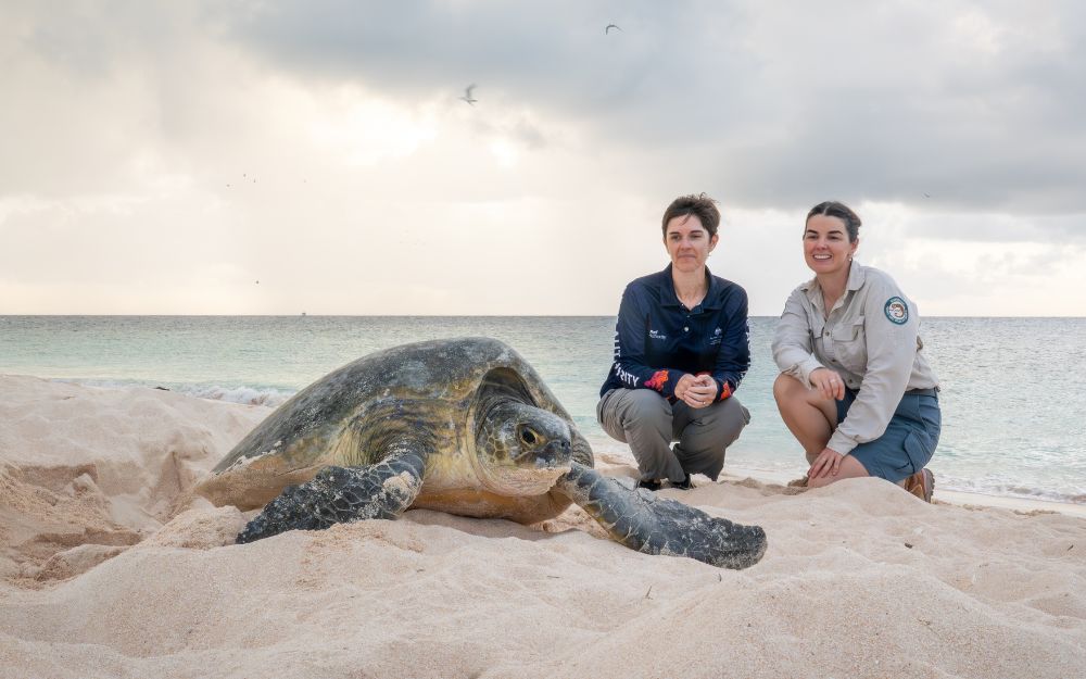 Two female researchers crouch beside a green turtle on the sand.