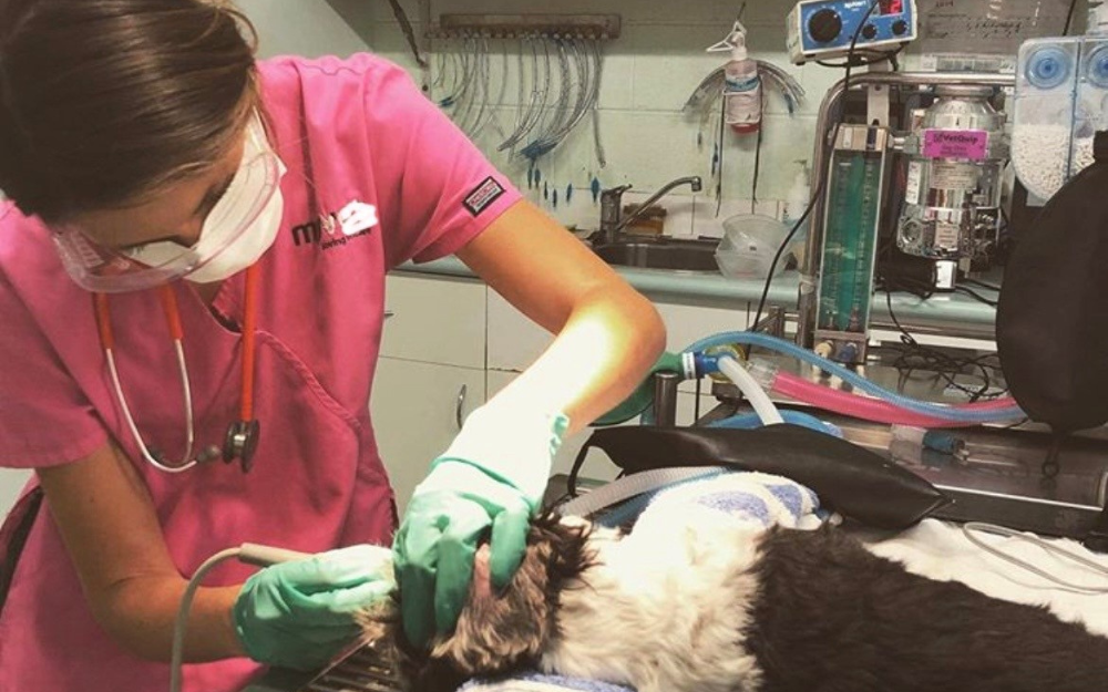 A vet nurse inspects a dog's ear with medical equipment and supplies in the background