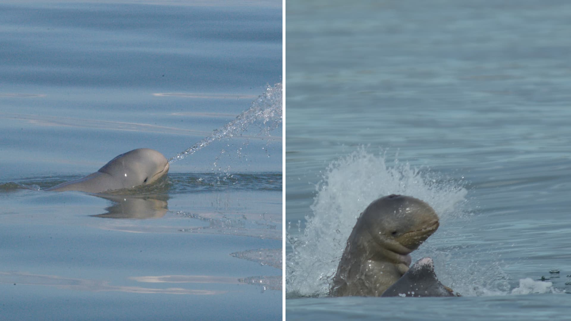 A collage of two snubfin dolphins - one on the right is spitting a stream of water and the other is splashing about in the water.