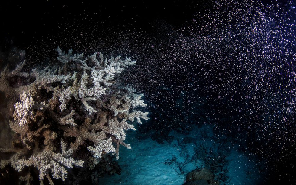 A large coral releasing bundles of eggs and sperm into the water on the Great Barrier Reef.