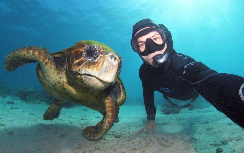 A man snorkelling with a turtle