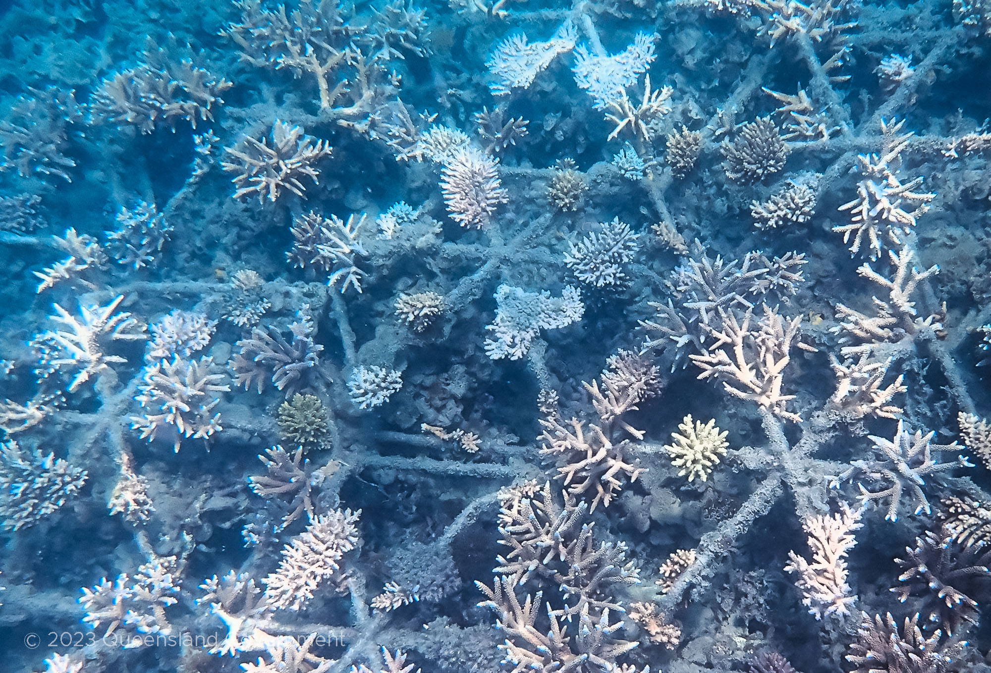 Healthy and rapidly growing coral on Reef Stars at Humpy Island. Collette Bagnato © Queensland Government 