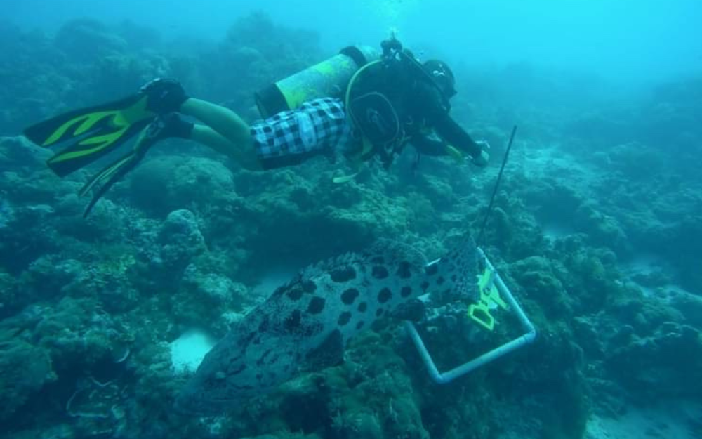 Woman snorkelling in water with potato grouper fish.