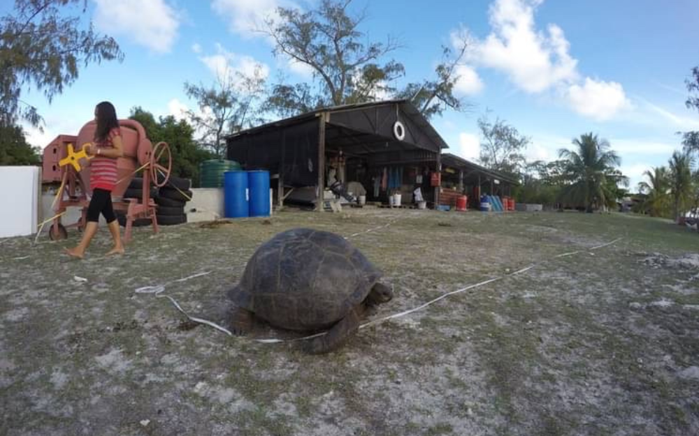 Giant tortoise on island with scientific equipment in background.