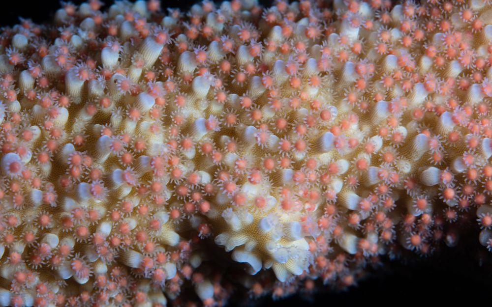 Coral spawning emerging from soft corals