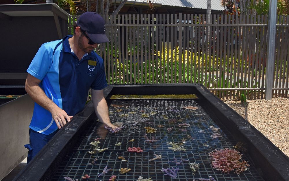 Man stands next to pool with corals in it.