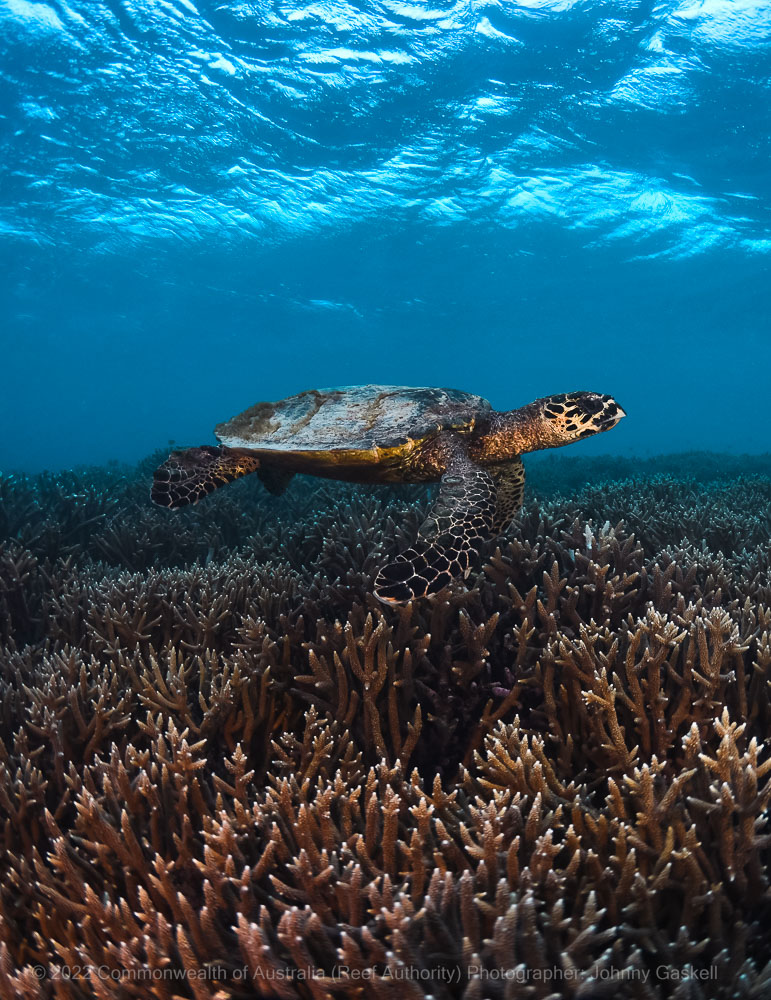 Hawksbill turtle