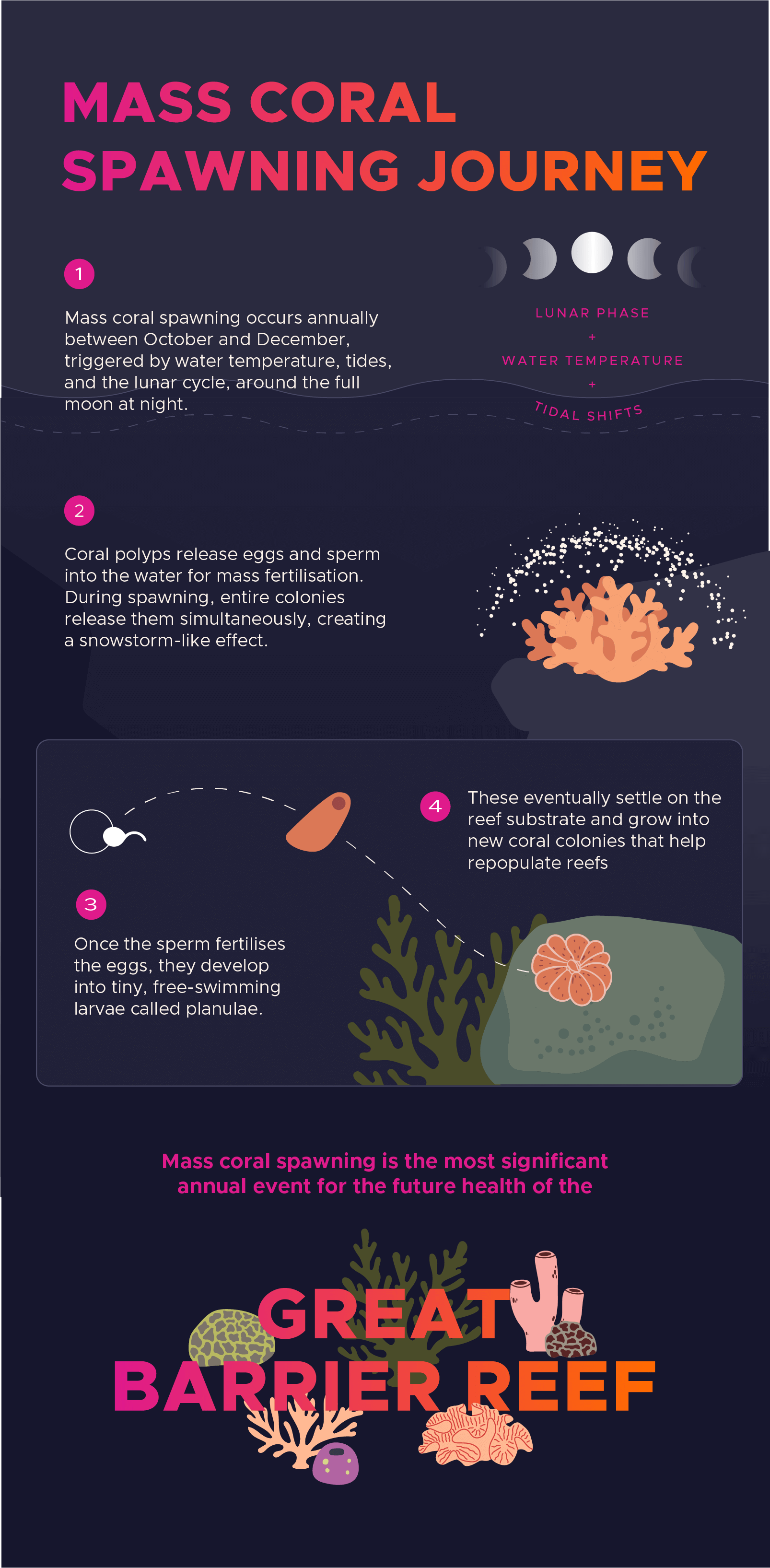 Infographic about the mass coral spawning journey