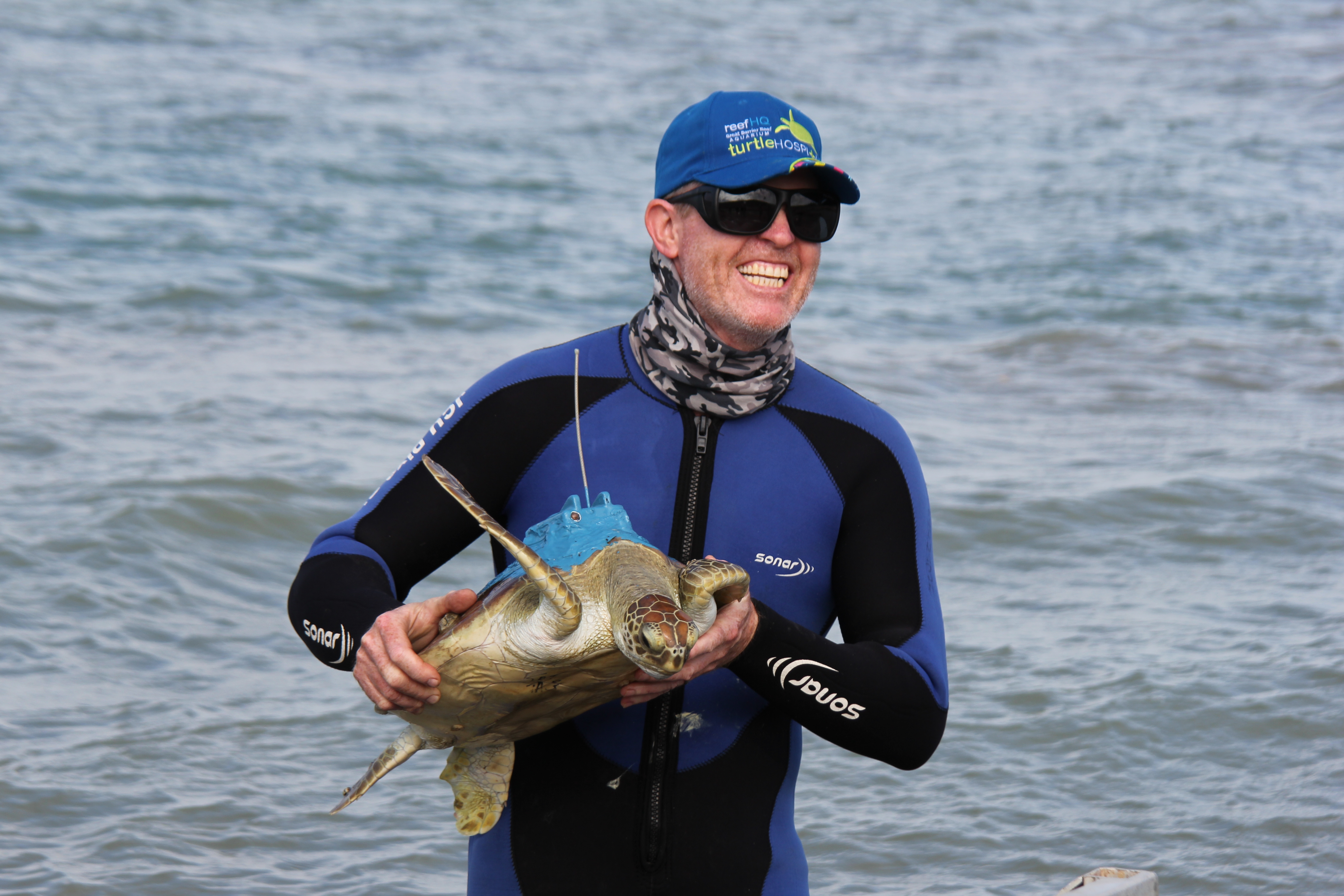 Juvenile green turtle fitted with a satellite tracker in Shoalwater Bay