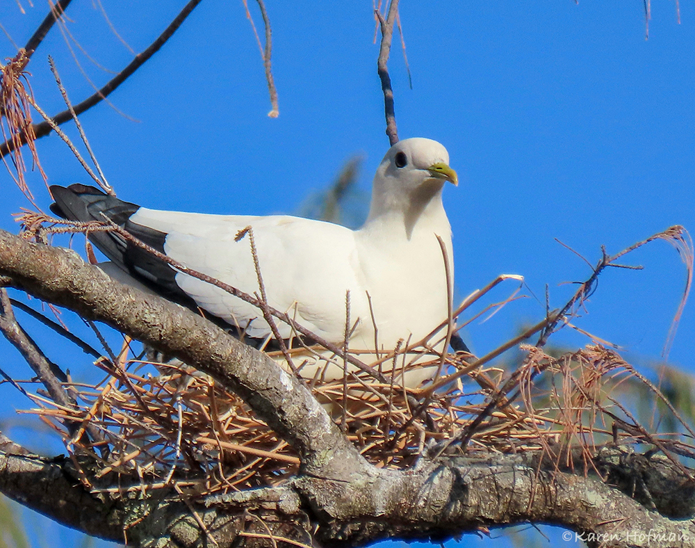 Pidgeon