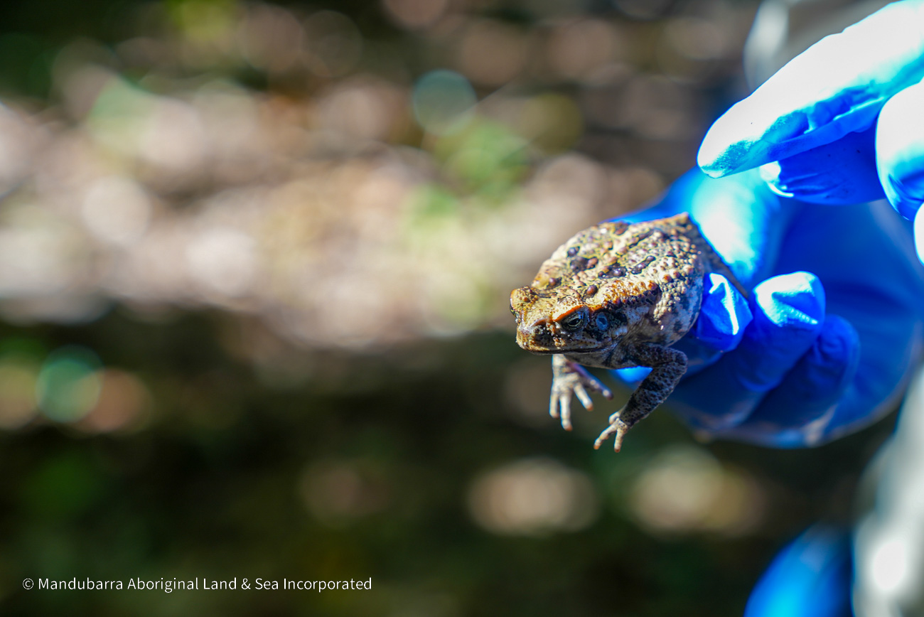 A person holding a toad