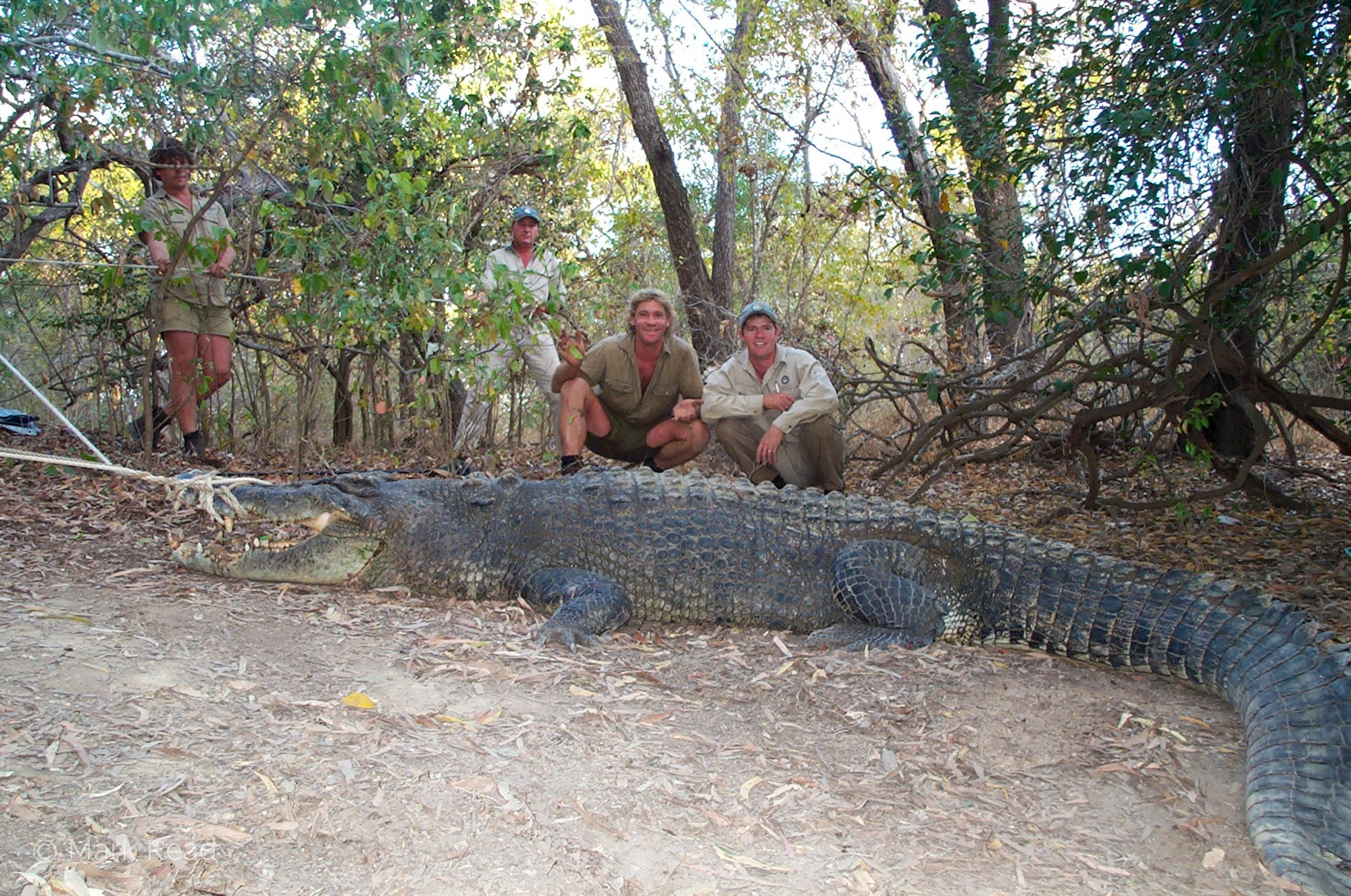 •	Old image of me and Steve Irwin with 4.4m estuarine crocodile we’d caught at Seven Mile Waterhole, Rinyirru (Lakefield) National Park, to fit a radio transmitter to.