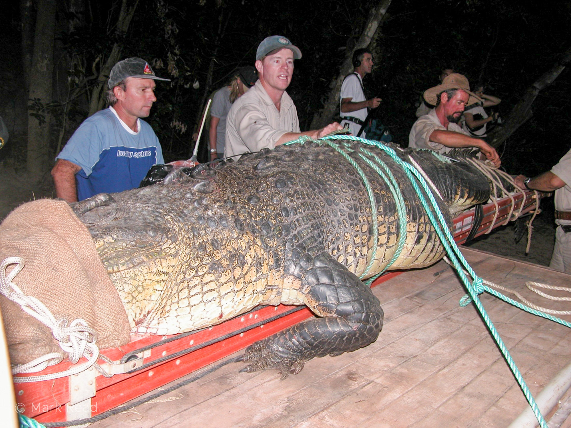 Mark Read - •	Old image of me and Steve Irwin with 4.4m estuarine crocodile we’d caught at Seven Mile Waterhole, Rinyirru (Lakefield) National Park, to fit a radio transmitter to.