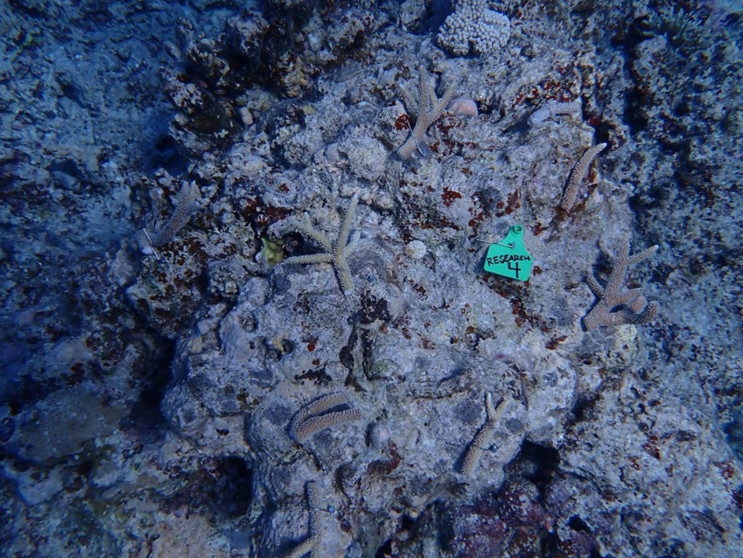 Reef bag installation over coral rubble