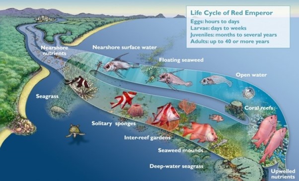 Diagram showing the life cycle of a red emperor