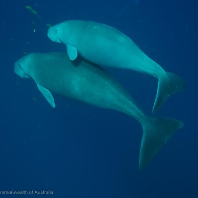 Dugong with calf - Great Barrier Reef Marine Park Australia - Reef Authority