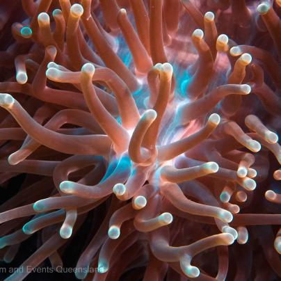 Anemone - Great Barrier Reef Marine Park - Australia - © Commonwealth of Australia – (Reef Authority) - Photographer: Johnny Gaskell 